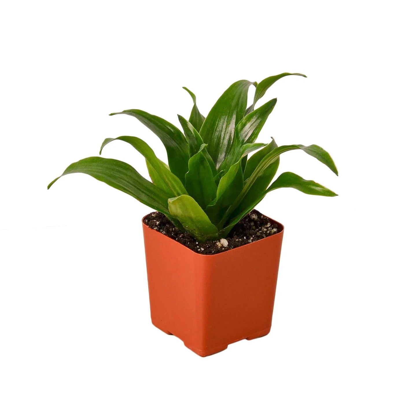 Dracaena 'Janet Craig' - Dragon’s Delight: Low Maintenance, Air-Purifying Houseplant