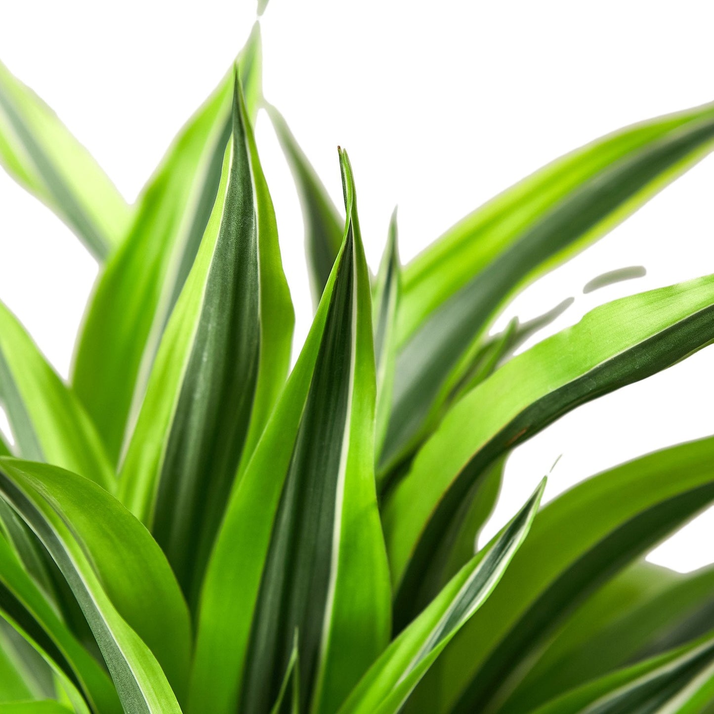 Dracaena Deremensis 'Lemon Surprise' - The Zesty Wonder: Bright and Air-Purifying Dragon Tree