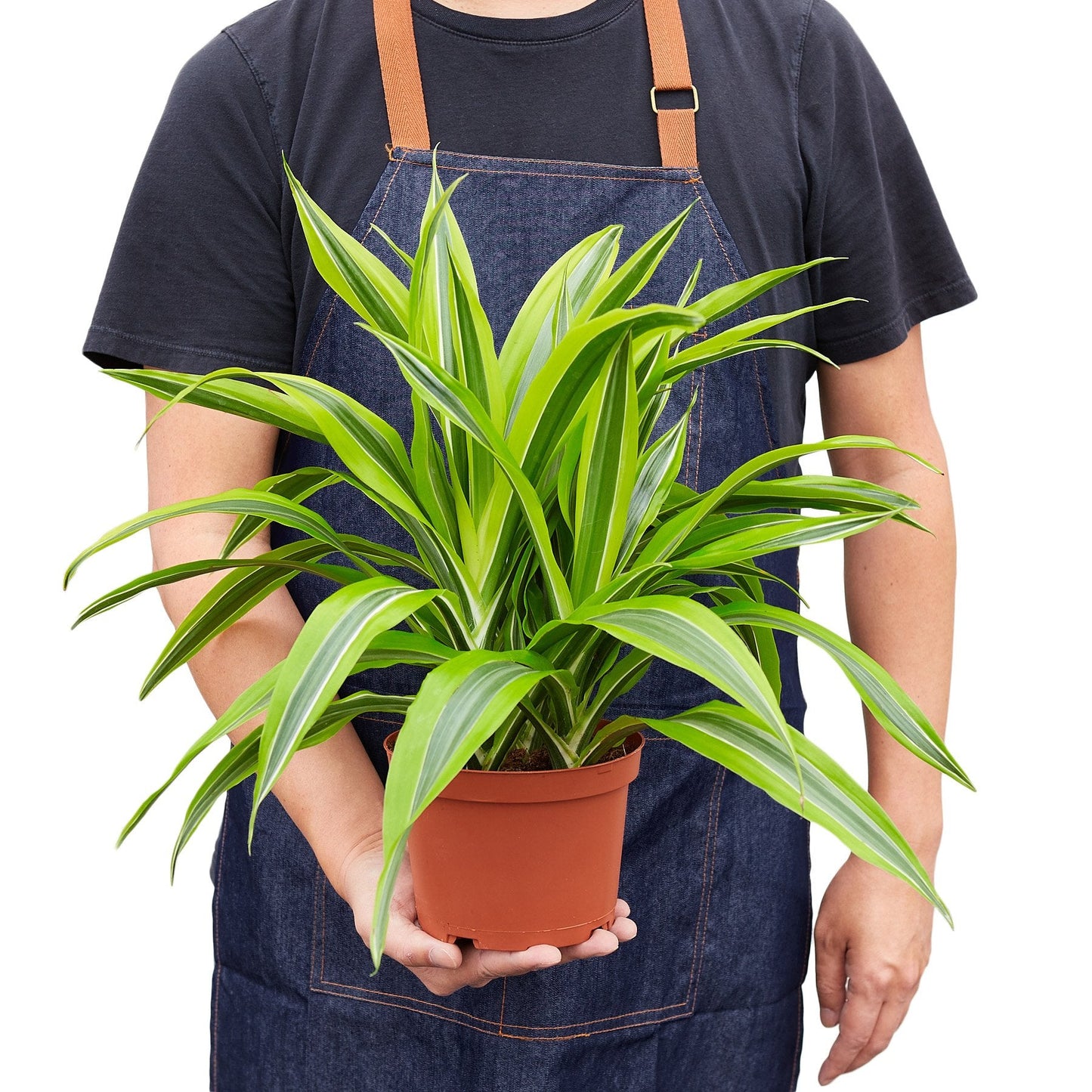 Dracaena Deremensis 'Lemon Surprise' - The Zesty Wonder: Bright and Air-Purifying Dragon Tree