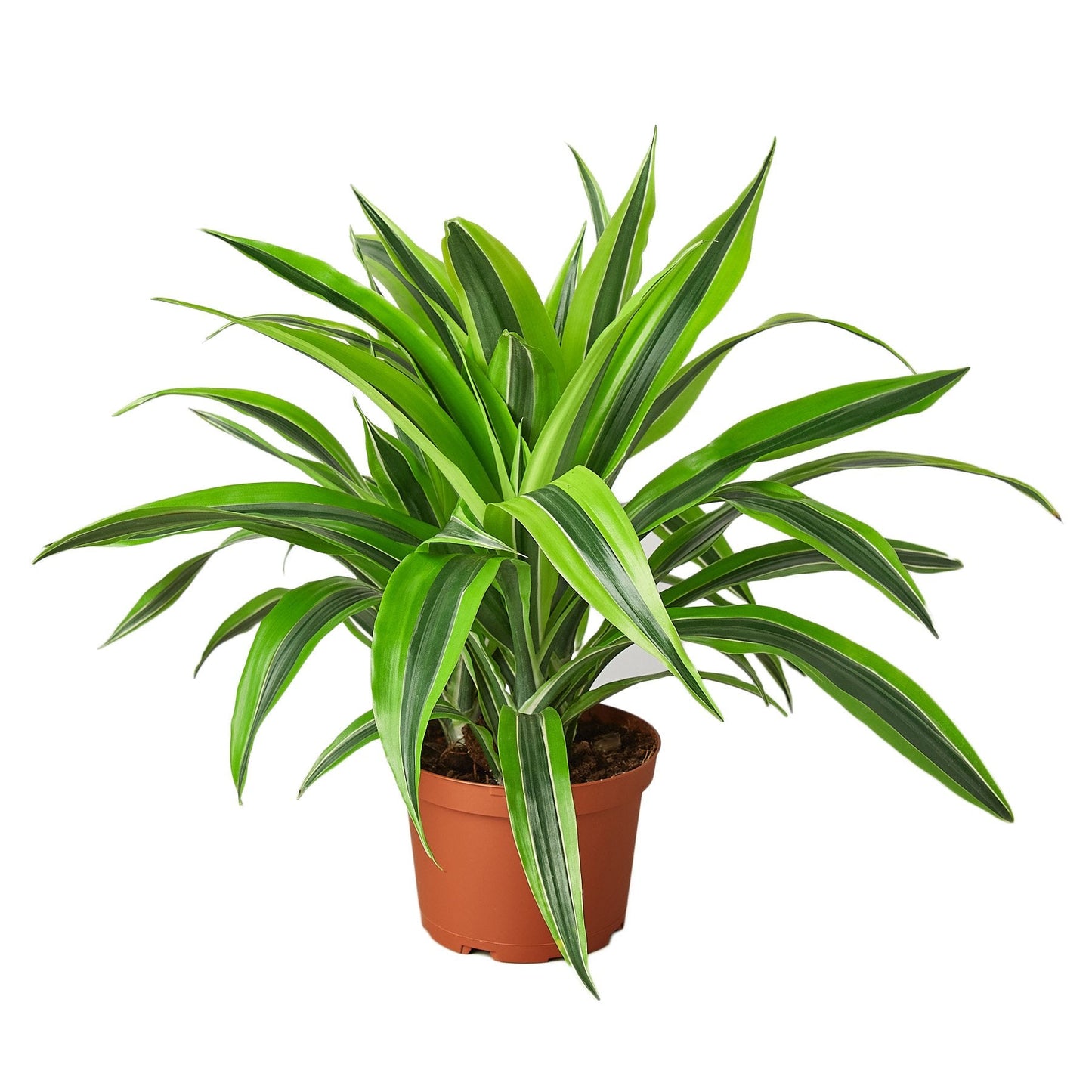 Dracaena Deremensis 'Lemon Surprise' - The Zesty Wonder: Bright and Air-Purifying Dragon Tree