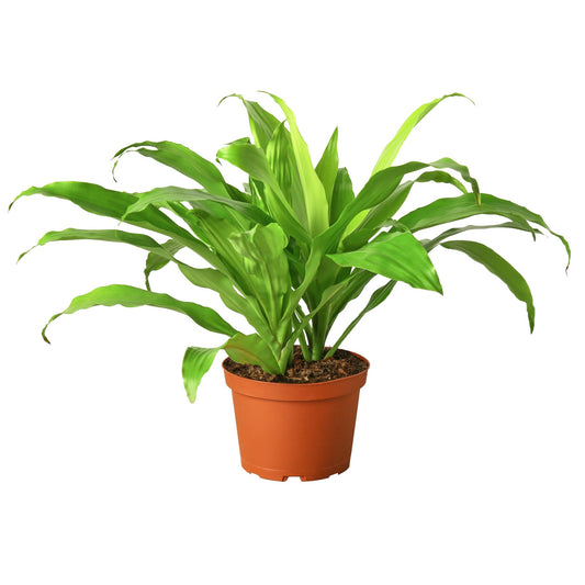 Dracaena 'Lime Light' - Lime Light Showstopper: Electric Lime-Green Foliage Houseplant