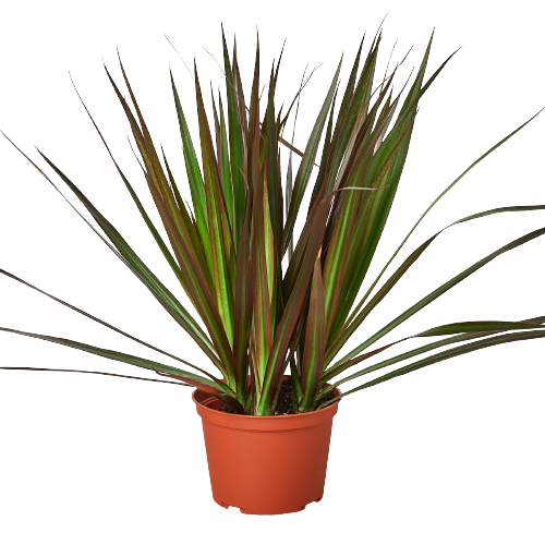 Dracaena 'Marginata Magenta' - The Drama Queen: Vibrant, Low Maintenance Dragon Tree