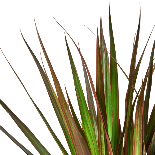 Dracaena 'Marginata Magenta' - The Drama Queen: Vibrant, Low Maintenance Dragon Tree