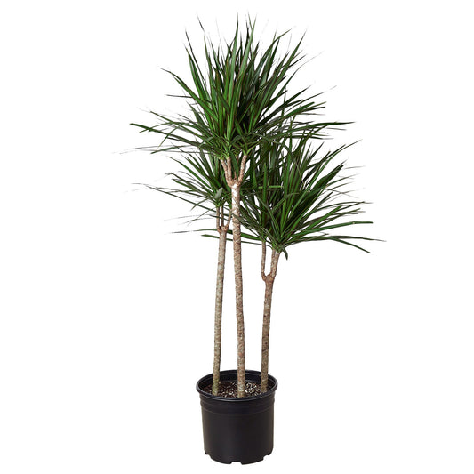 Dracaena Marginata Cane – Dragon's Delight: Vibrant, Low-Maintenance Houseplant in 10" Pot