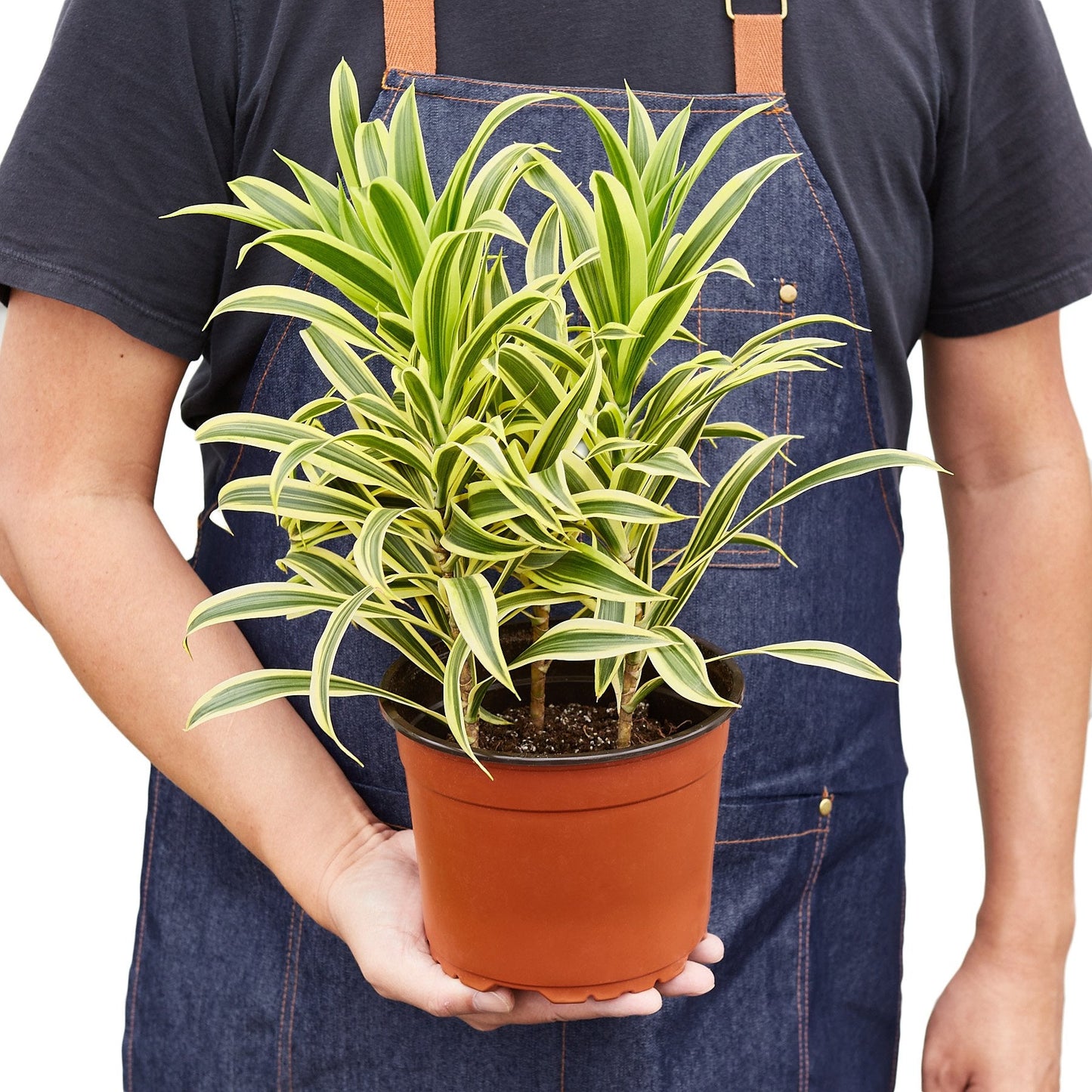 Dracaena 'Song of India' - Musical Leaves: Easy-Care, Variegated Foliage Houseplant