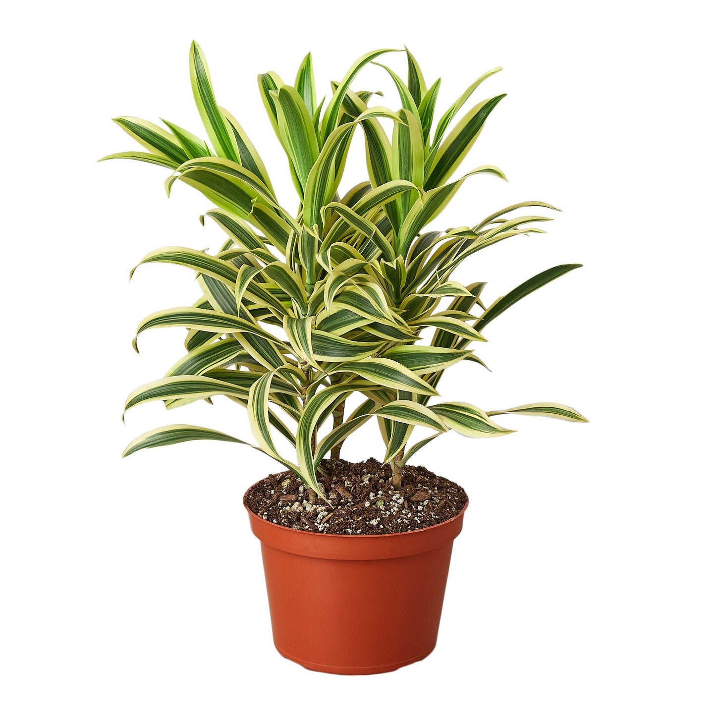 Dracaena 'Song of India' - Musical Leaves: Easy-Care, Variegated Foliage Houseplant