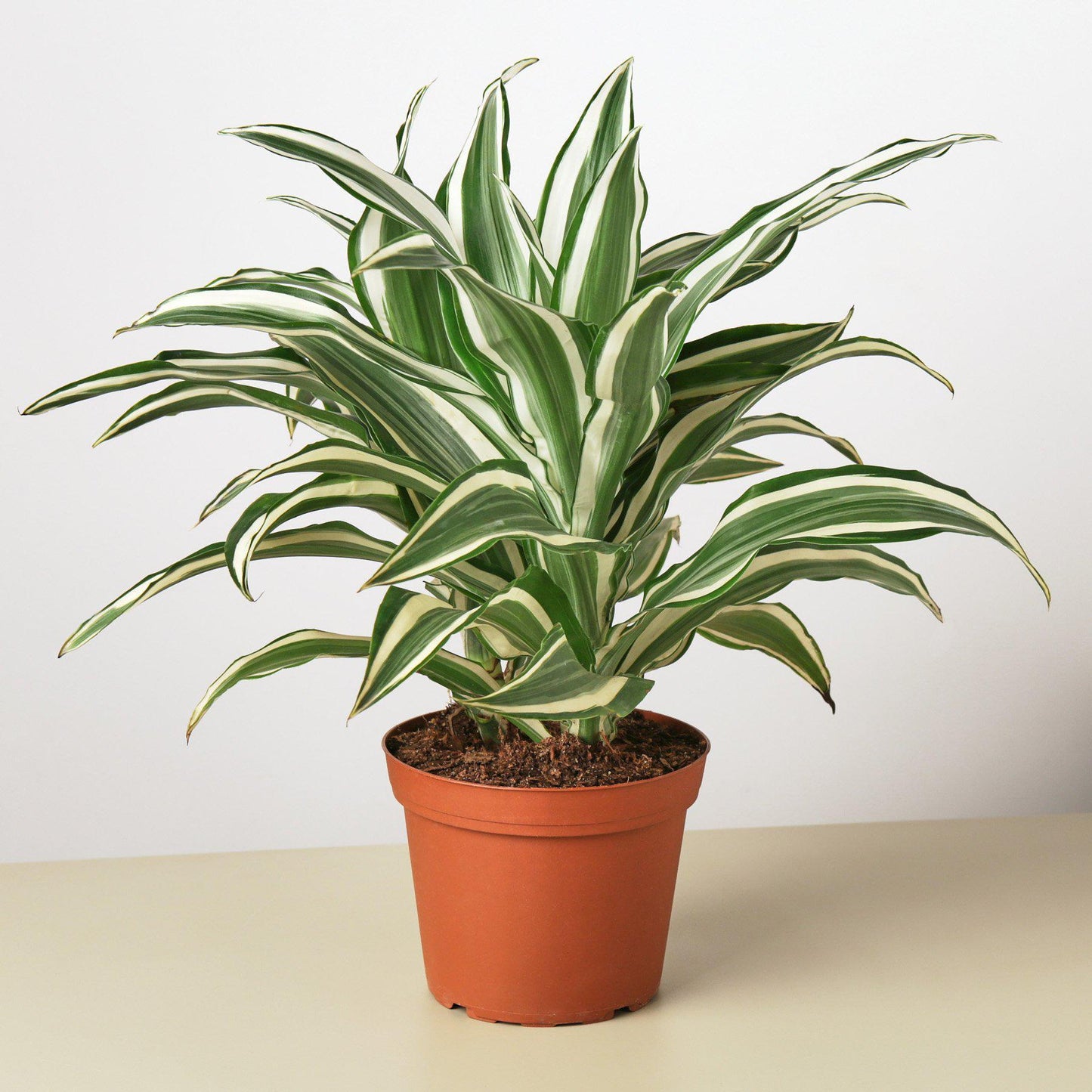 Dracaena 'Warneckii White Jewel' - The White Knight: Dazzling Indoor Foliage Plant