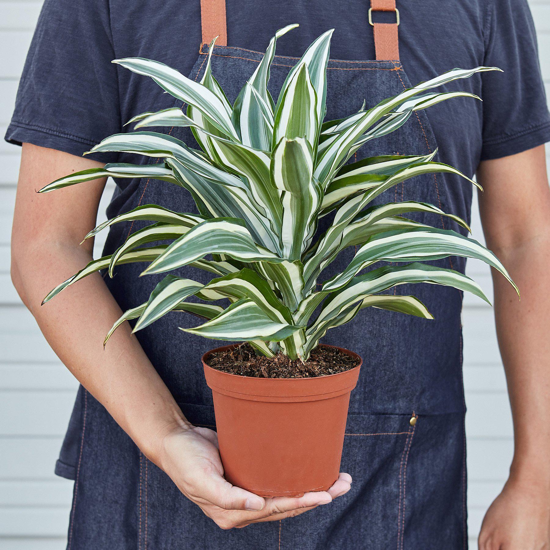 warneckii dracaena air purifying Dracaena 'Warneckii White Jewel'