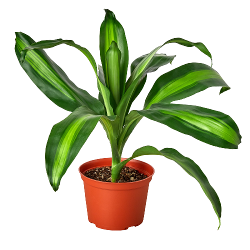 Dracaena Massangeana - Majestic Dragon: Hardy, Low Maintenance, Tropical Indoor Plant