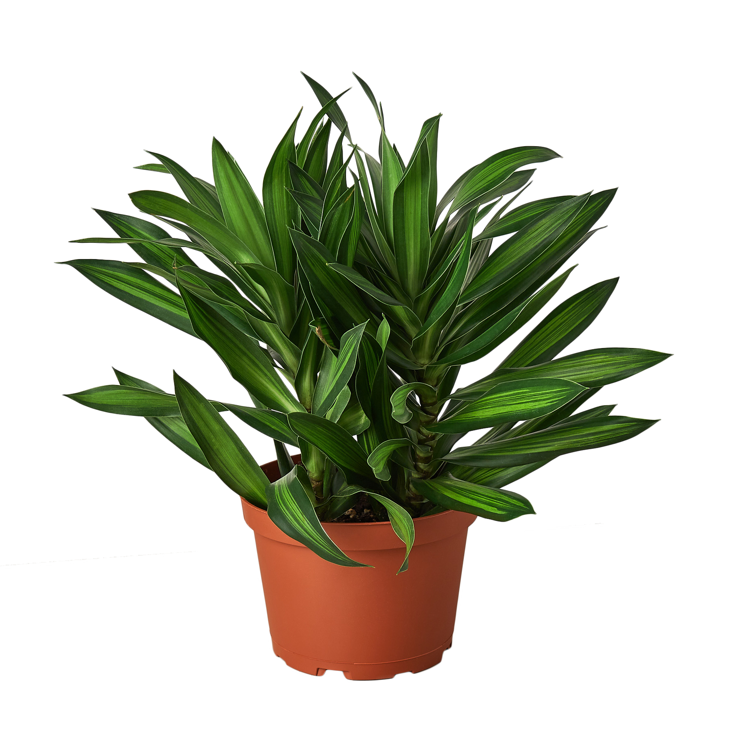 Dracaena 'Song of Jamaica' - Island Serenade: Tropical Hardy Variegated Foliage Houseplant