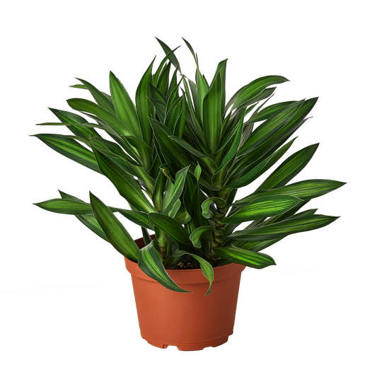 Dracaena 'Song of Jamaica' - Island Serenade: Tropical Hardy Variegated Foliage Houseplant