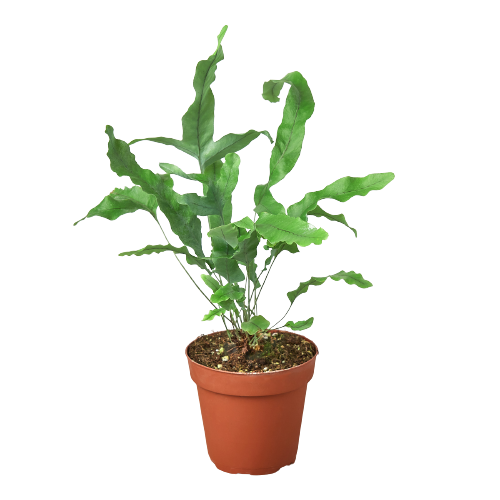 blue star fern air purifier Fern 'Blue Star'