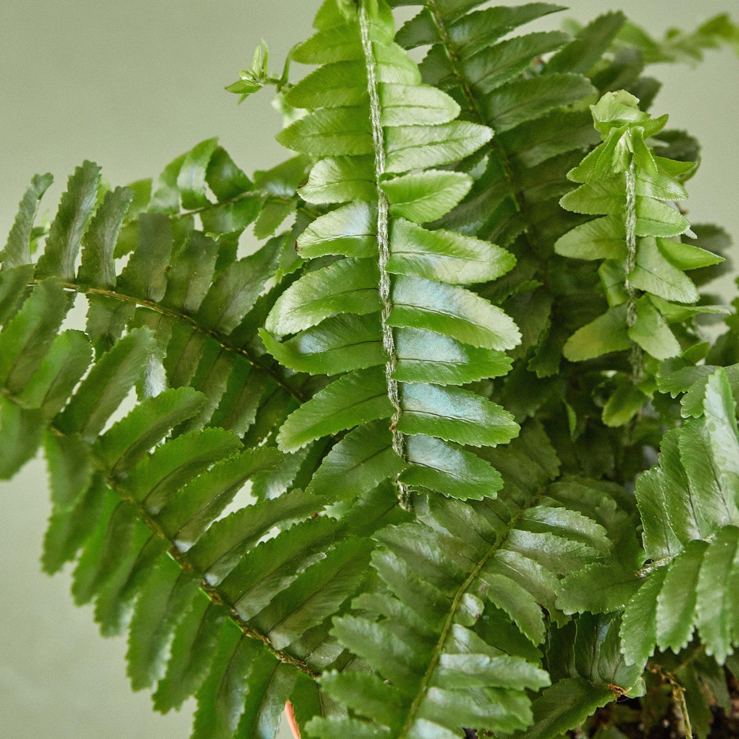 Jester's Crown Fern - The Crown of Chuckles: Lush and Playful Indoor Plant