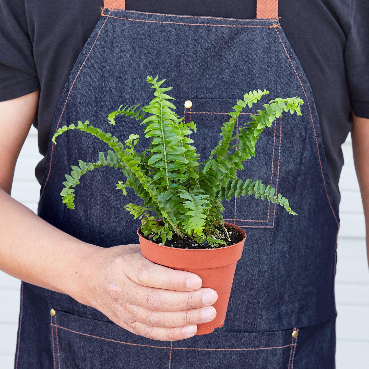 Jester's Crown Fern - The Crown of Chuckles: Lush and Playful Indoor Plant