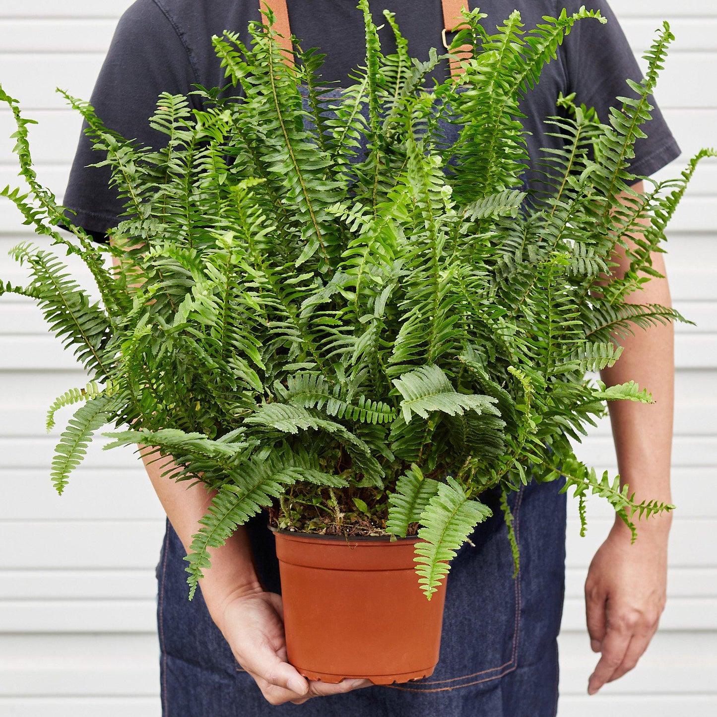 Jester's Crown Fern - The Crown of Chuckles: Lush and Playful Indoor Plant