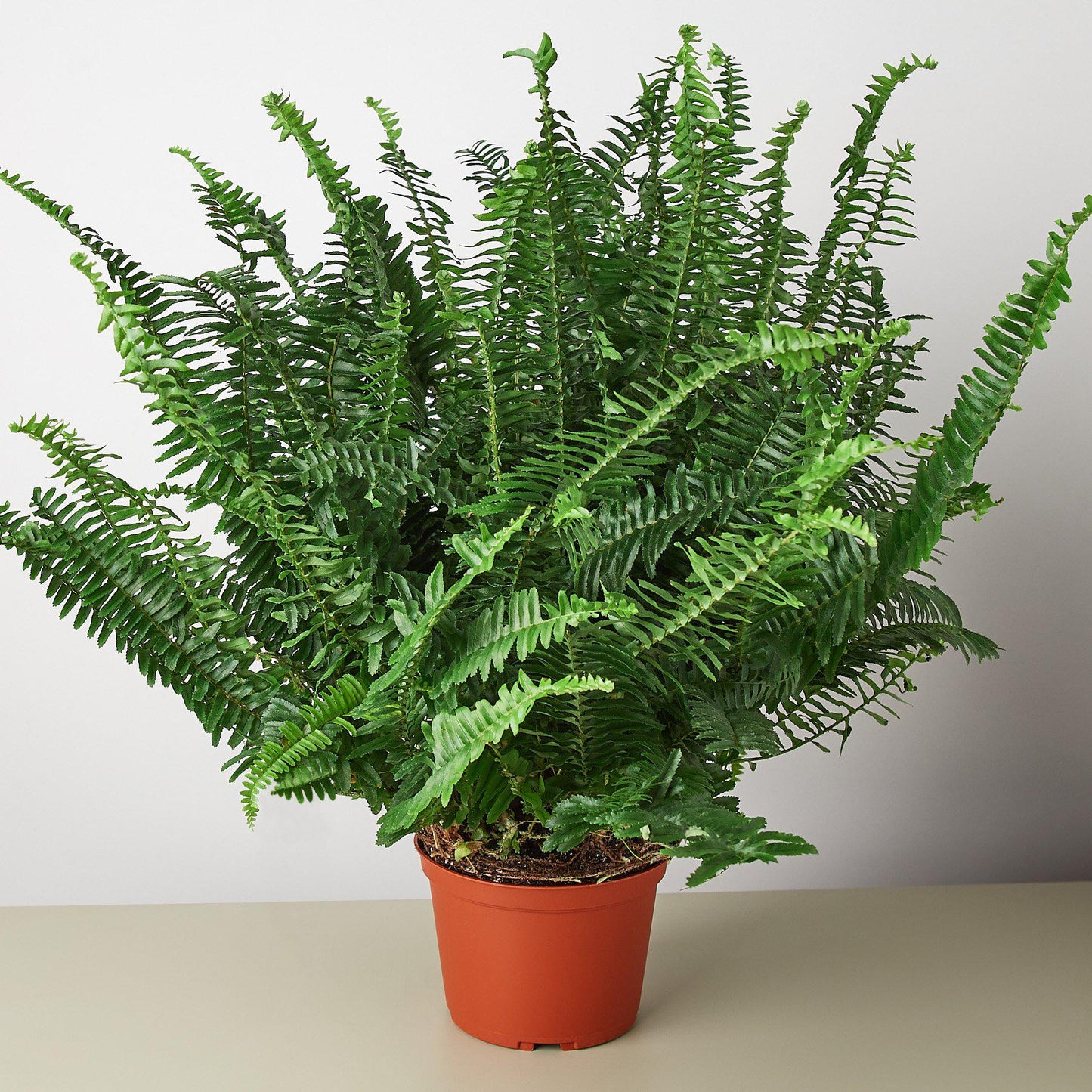 Jester's Crown Fern - The Crown of Chuckles: Lush and Playful Indoor Plant