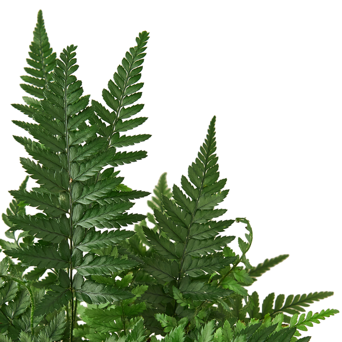 Rock Solid Beauty: 'Korean Rock' Fern - Rock 'n' Fern: Low Maintenance, Air-Purifying Indoor Plant