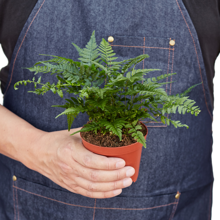 Rock Solid Beauty: 'Korean Rock' Fern - Rock 'n' Fern: Low Maintenance, Air-Purifying Indoor Plant