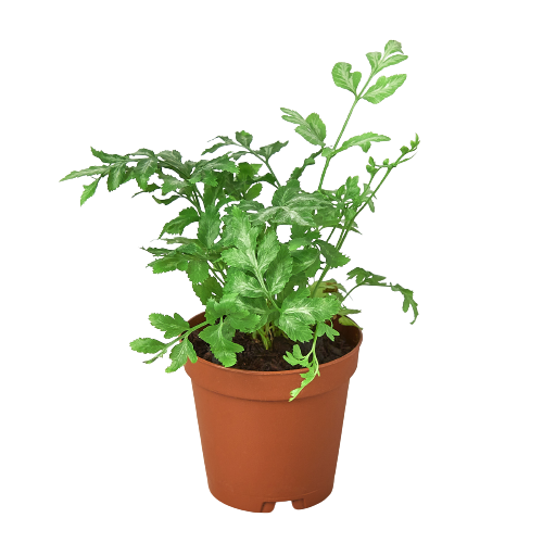 Fern 'Silver Lace' - Silver Sprinkles: Elegant Air-Purifying Indoor Fern