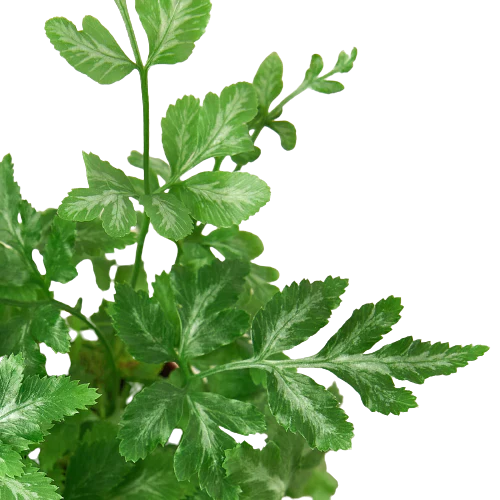 Fern 'Silver Lace' - Silver Sprinkles: Elegant Air-Purifying Indoor Fern