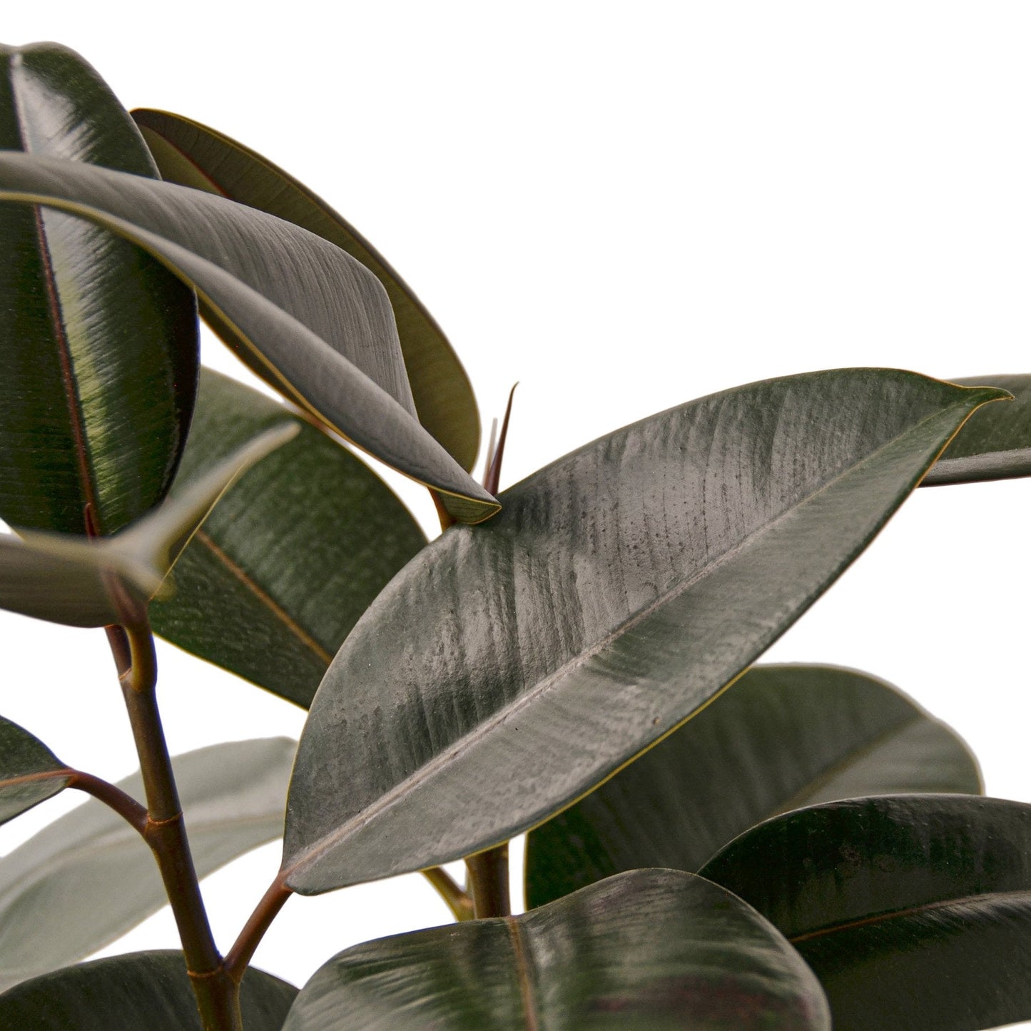 Ficus Elastica 'Burgundy' - Burgundy Bliss: Stunning Dark-Leafed Indoor Tree