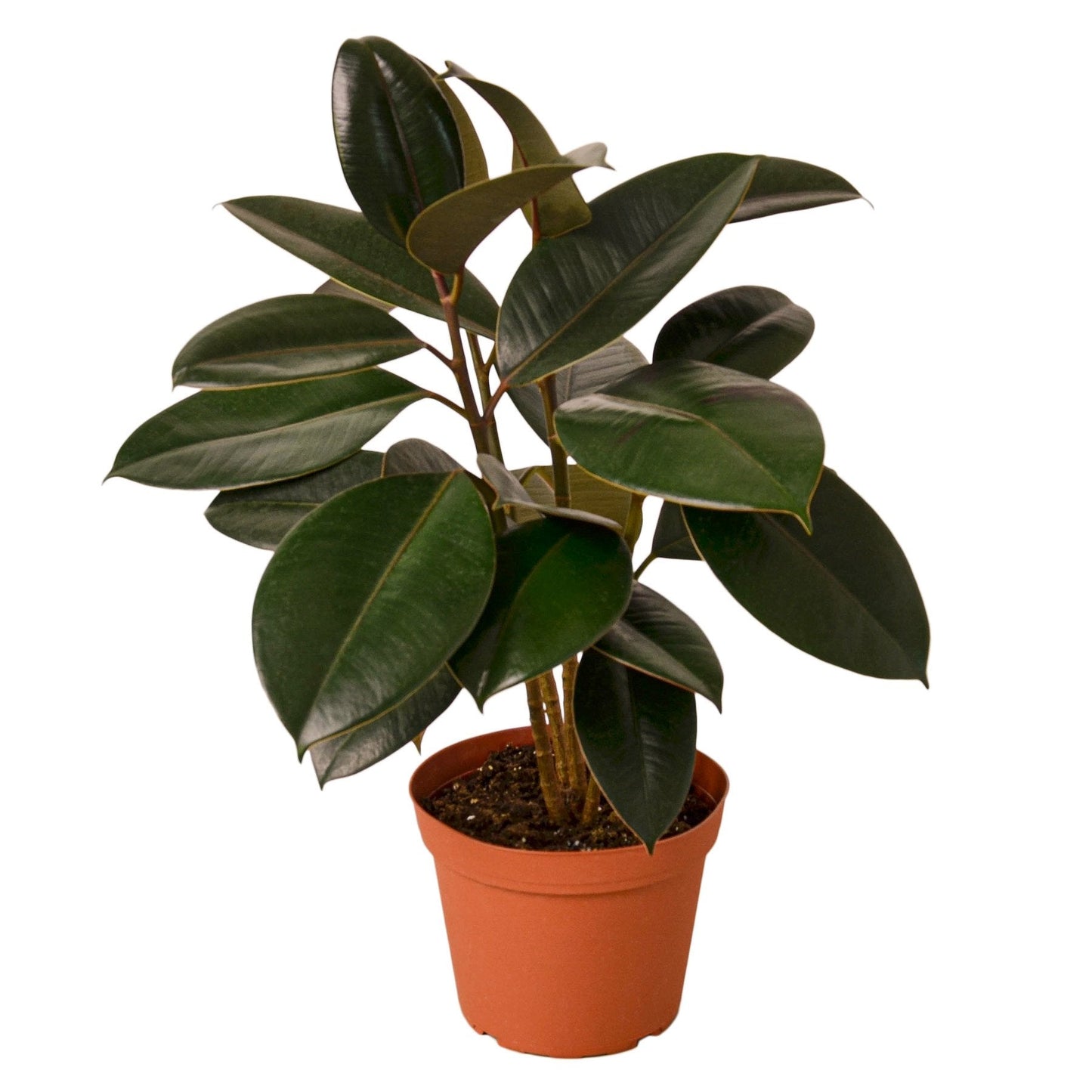 Ficus Elastica 'Burgundy' - Burgundy Bliss: Stunning Dark-Leafed Indoor Tree