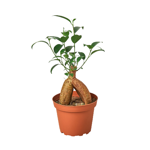 Ficus 'Ginseng' – Ginseng Genie: Elegant Bonsai Houseplant with Air-Purifying Benefits