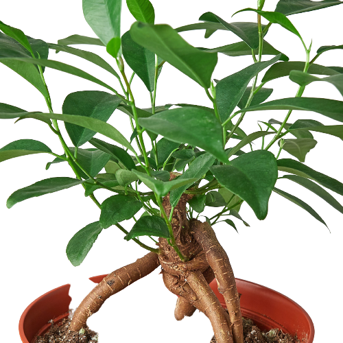 Ficus 'Ginseng' – Ginseng Genie: Elegant Bonsai Houseplant with Air-Purifying Benefits