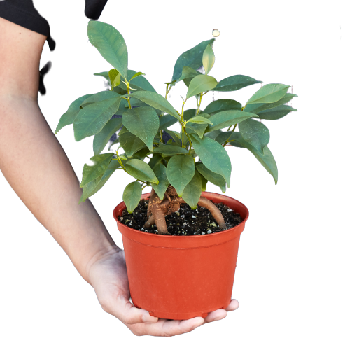 Ficus 'Ginseng' – Ginseng Genie: Elegant Bonsai Houseplant with Air-Purifying Benefits