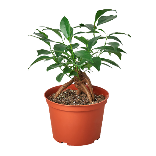 Ficus 'Ginseng' – Ginseng Genie: Elegant Bonsai Houseplant with Air-Purifying Benefits