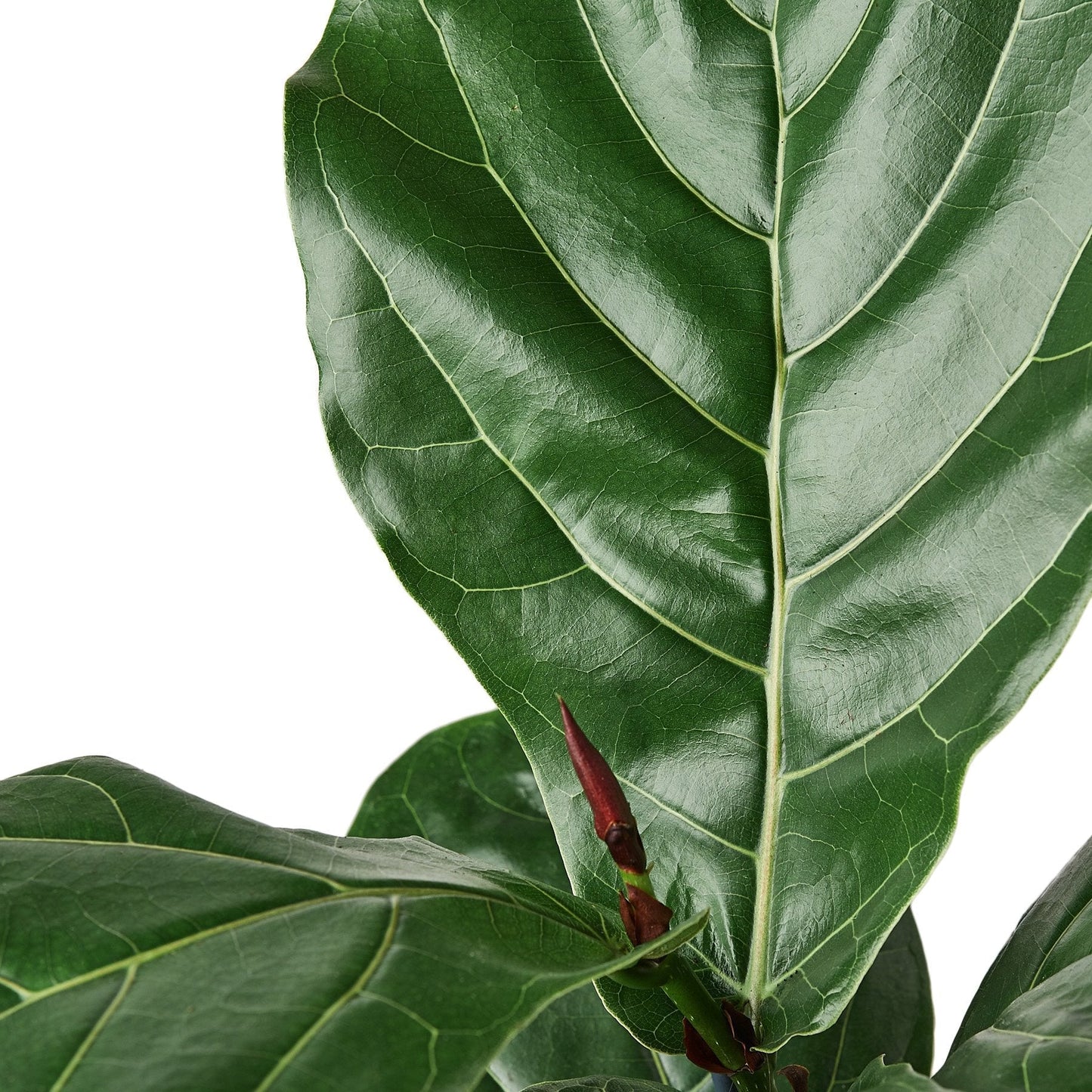 Ficus Lyrata 'Fiddle Leaf Fig' - The Jolly Green Giant: Lush Tall Houseplant for Modern Decor