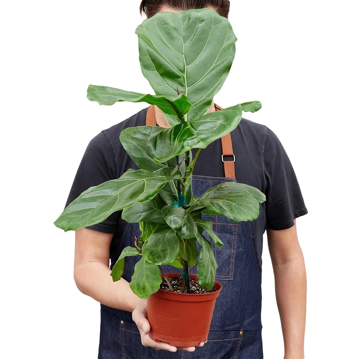 Ficus Lyrata 'Fiddle Leaf Fig' - The Jolly Green Giant: Lush Tall Houseplant for Modern Decor