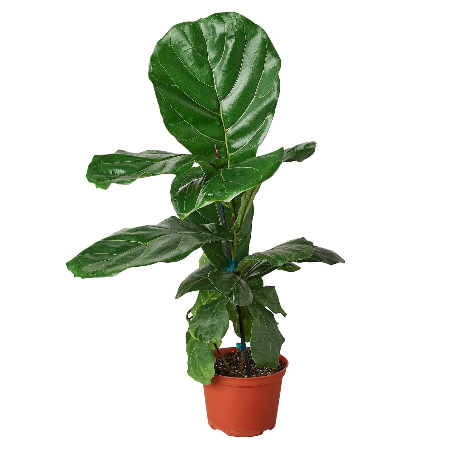 Ficus Lyrata 'Fiddle Leaf Fig' - The Jolly Green Giant: Lush Tall Houseplant for Modern Decor