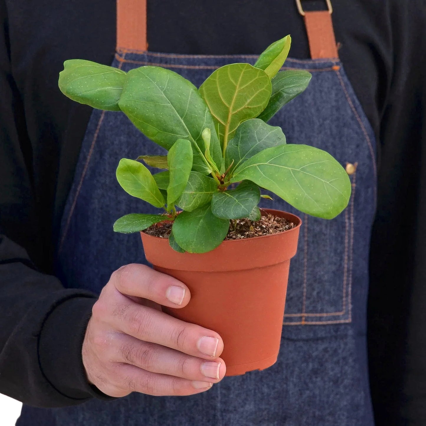 Ficus Lyrata 'Fiddle Leaf Fig' - The Jolly Green Giant: Lush Tall Houseplant for Modern Decor