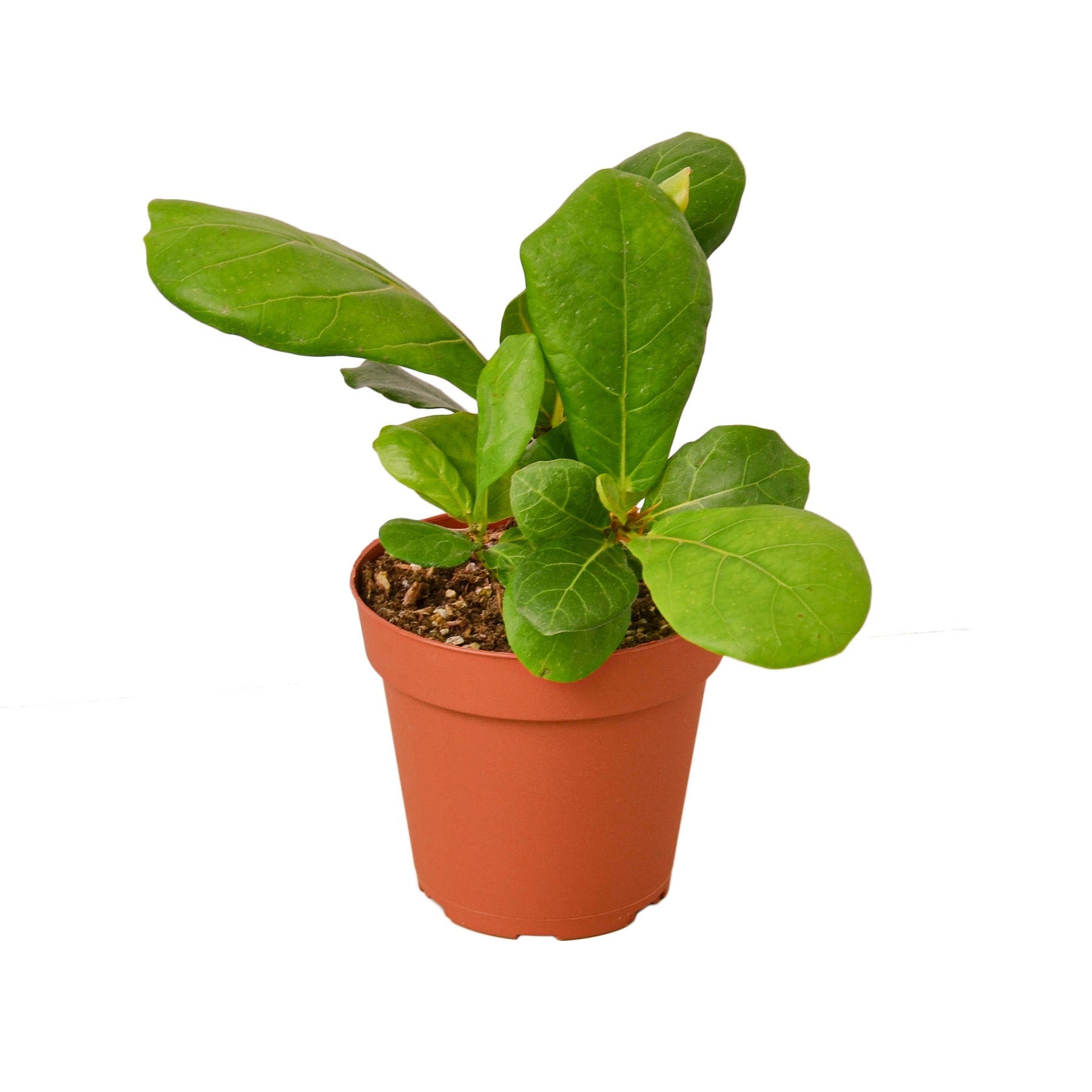 home goods fiddle leaf fig Ficus Lyrata 'Fiddle Leaf Fig'