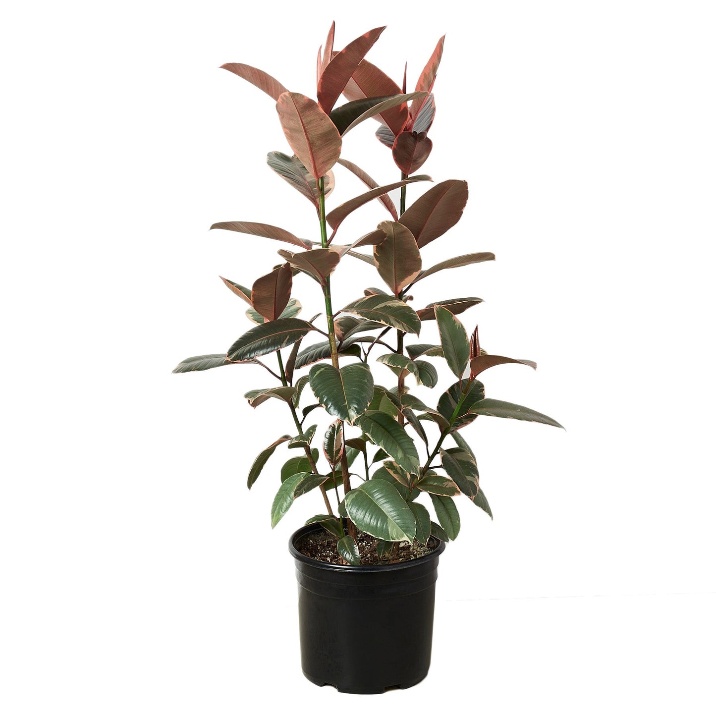 Ficus Elastica 'Ruby Pink' - Glamorous Gem: Vibrant Variegated Rubber Tree in 10" Pot