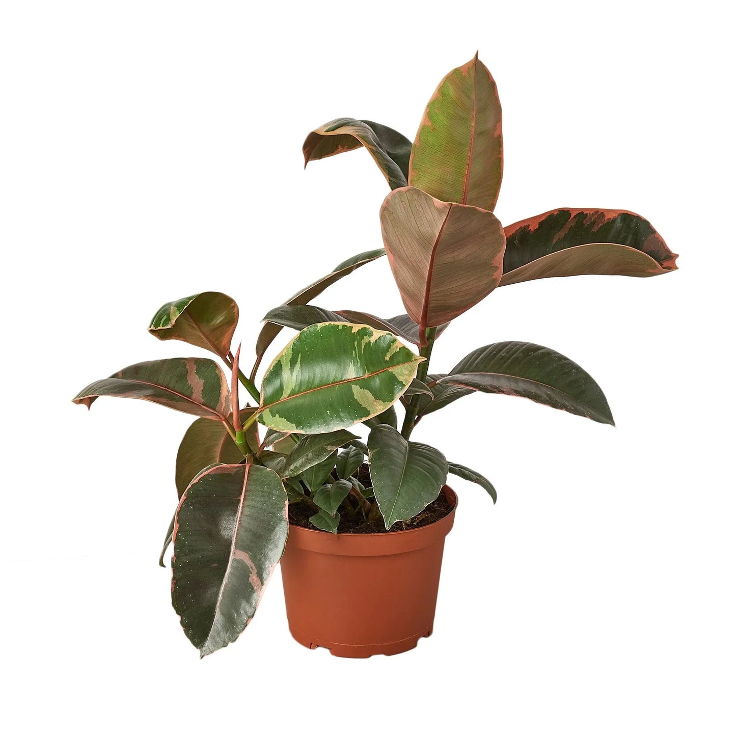 Ficus Elastica 'Ruby Pink' - Ruby Jubilee: Vibrant and Hardy Variegated Indoor Plant