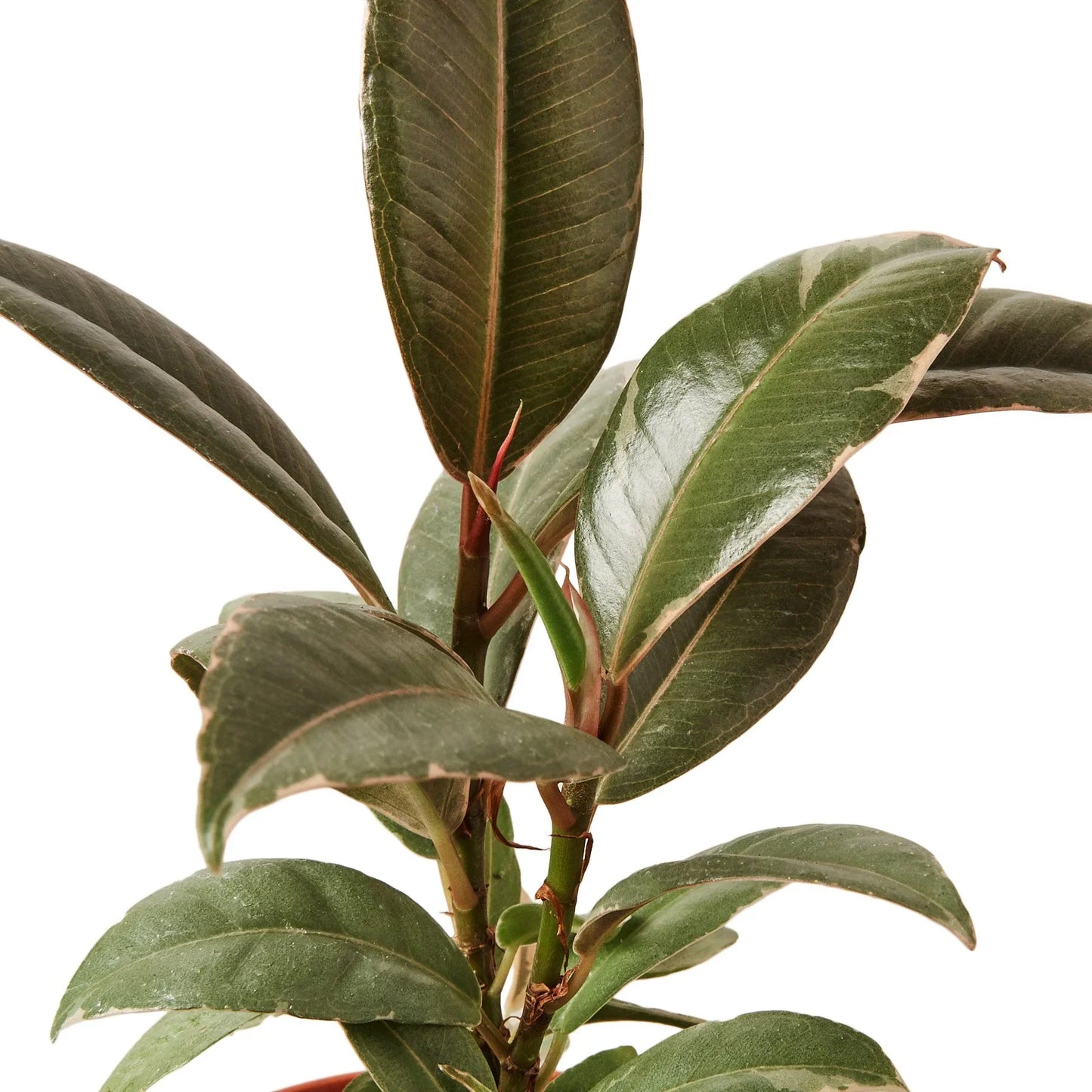 Ficus Elastica 'Tineke' - Tineke's Trendy Retreat: Stunning Variegated Rubber Plant