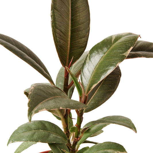 Ficus Elastica 'Tineke' - Jazz Hands 10" Pot: Variegated Rubber Tree for Indoor Greenery