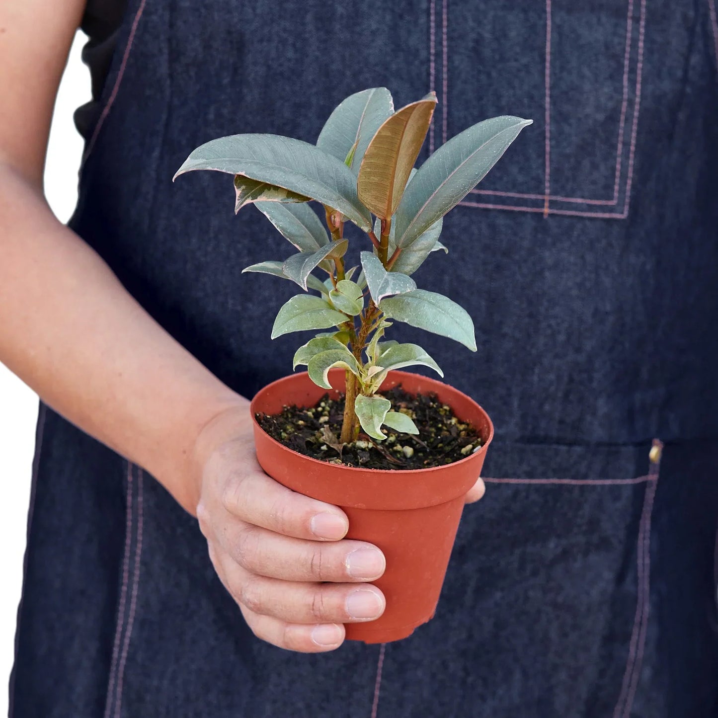 Ficus Elastica 'Tineke' - Tineke's Trendy Retreat: Stunning Variegated Rubber Plant