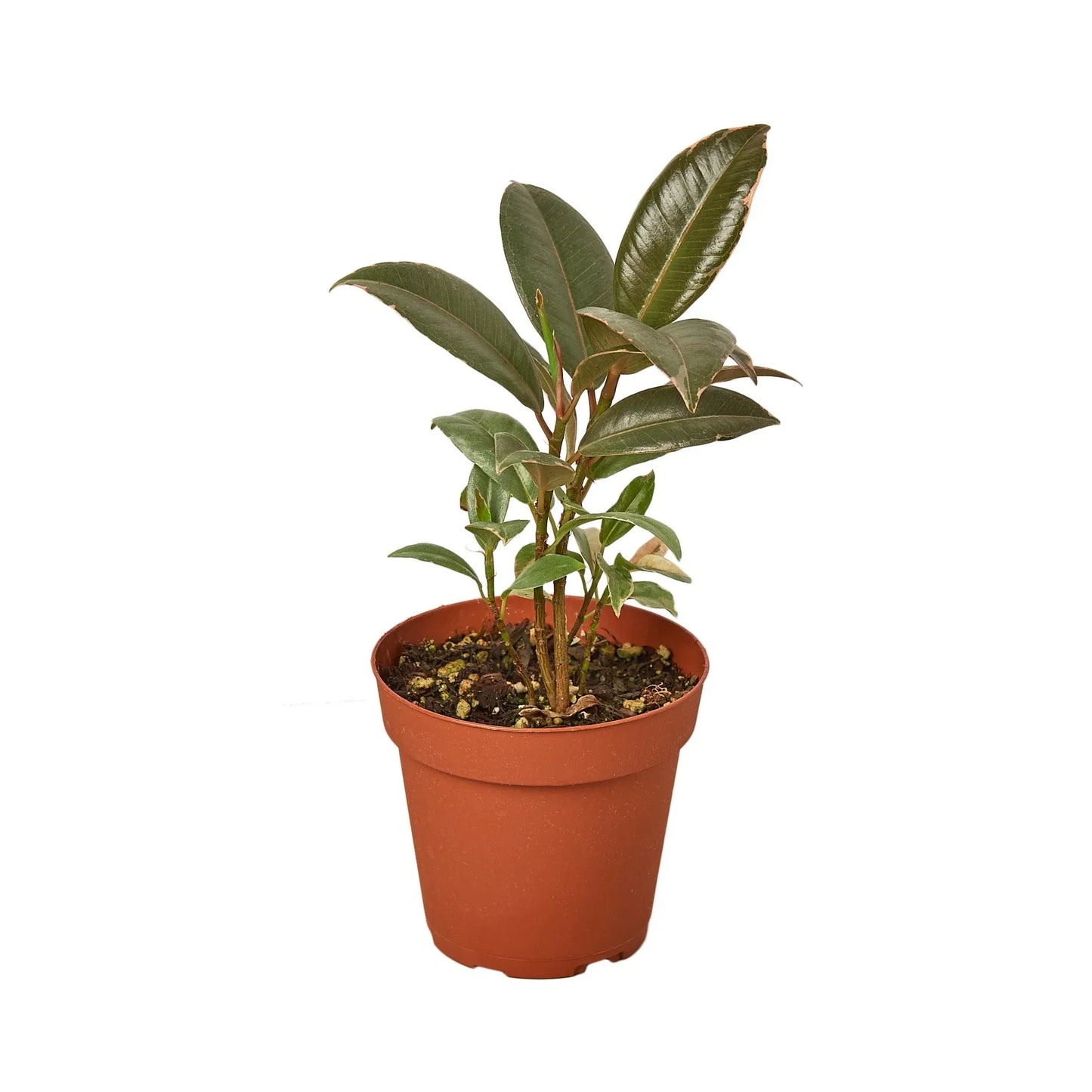 Ficus Elastica 'Tineke' - Tineke's Trendy Retreat: Stunning Variegated Rubber Plant