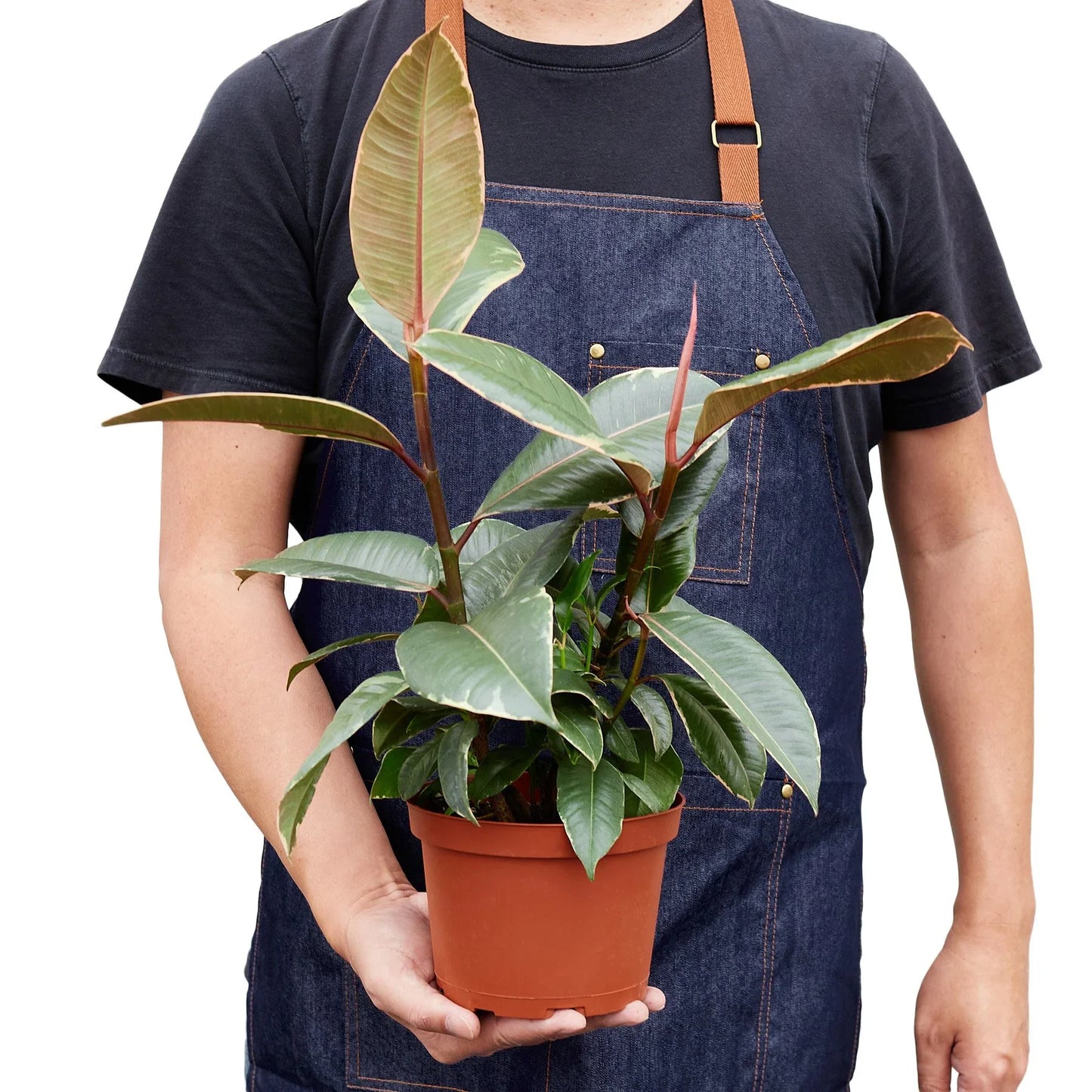 Ficus Elastica 'Tineke' - Tineke's Trendy Retreat: Stunning Variegated Rubber Plant