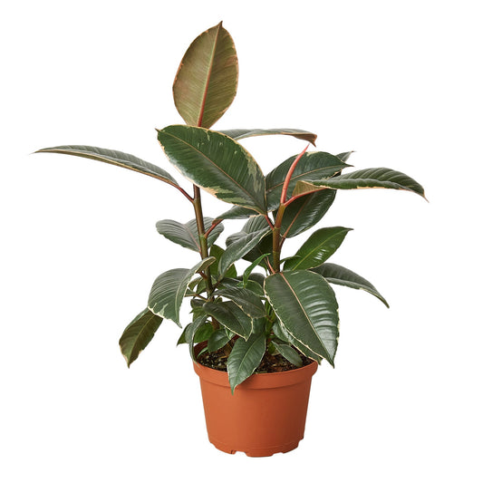 Ficus Elastica 'Tineke' - Tineke's Trendy Retreat: Stunning Variegated Rubber Plant