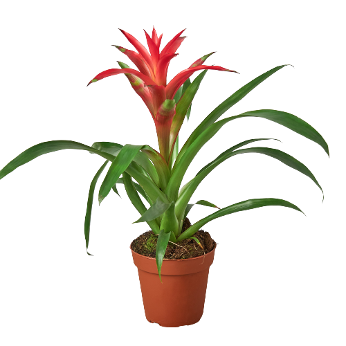 Bromeliad Guzmania 'Pink' - Pink Pop of Paradise: Colorful Indoor Houseplant in 4" Pot