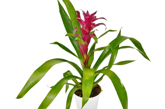 Bromeliad Guzmania 'Purple' - 4" Pot - Purple Majesty: Exotic & Vibrant Indoor Houseplant