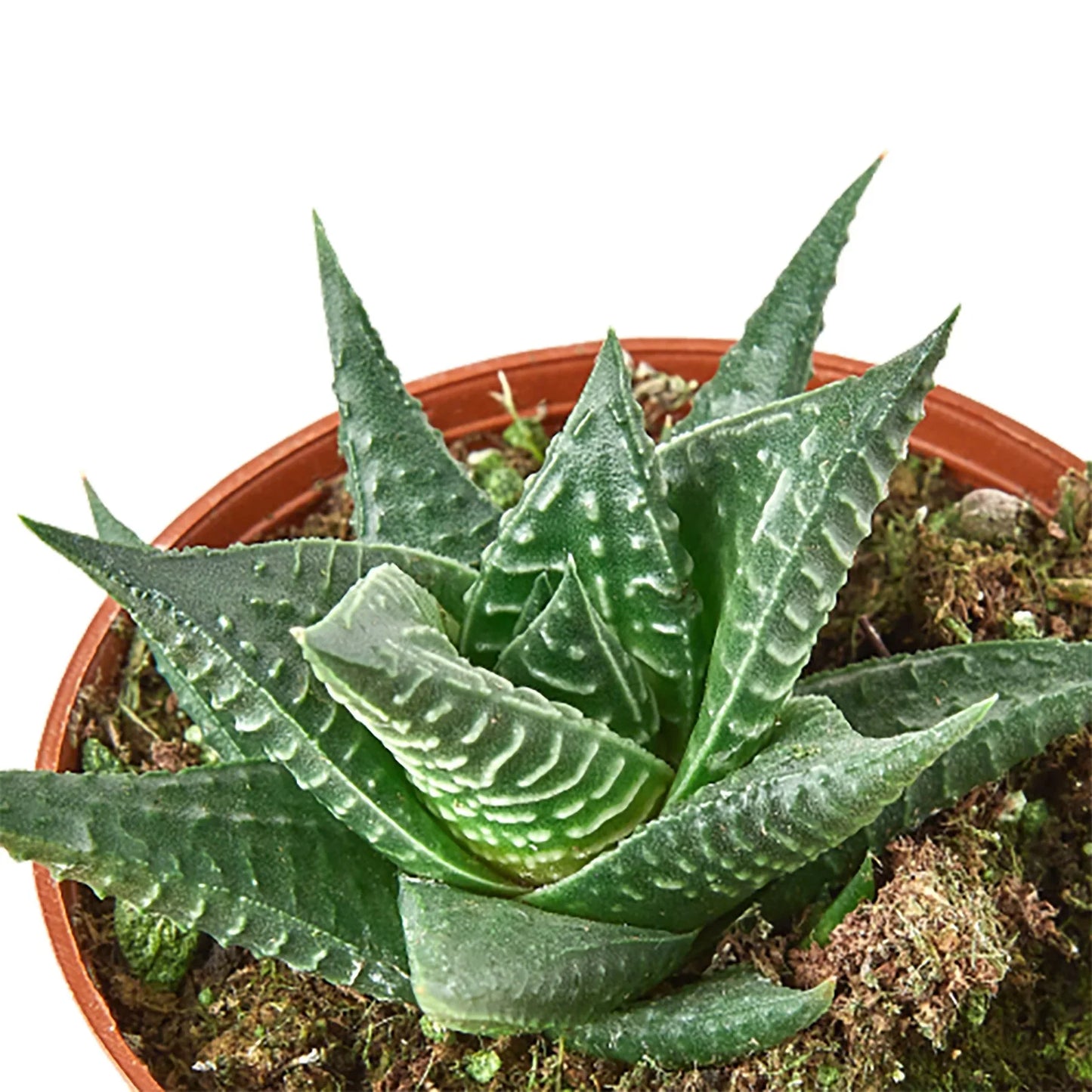 Fairy Washboard Haworthia - Mini Magic Board: Charming Compact Succulent Plant