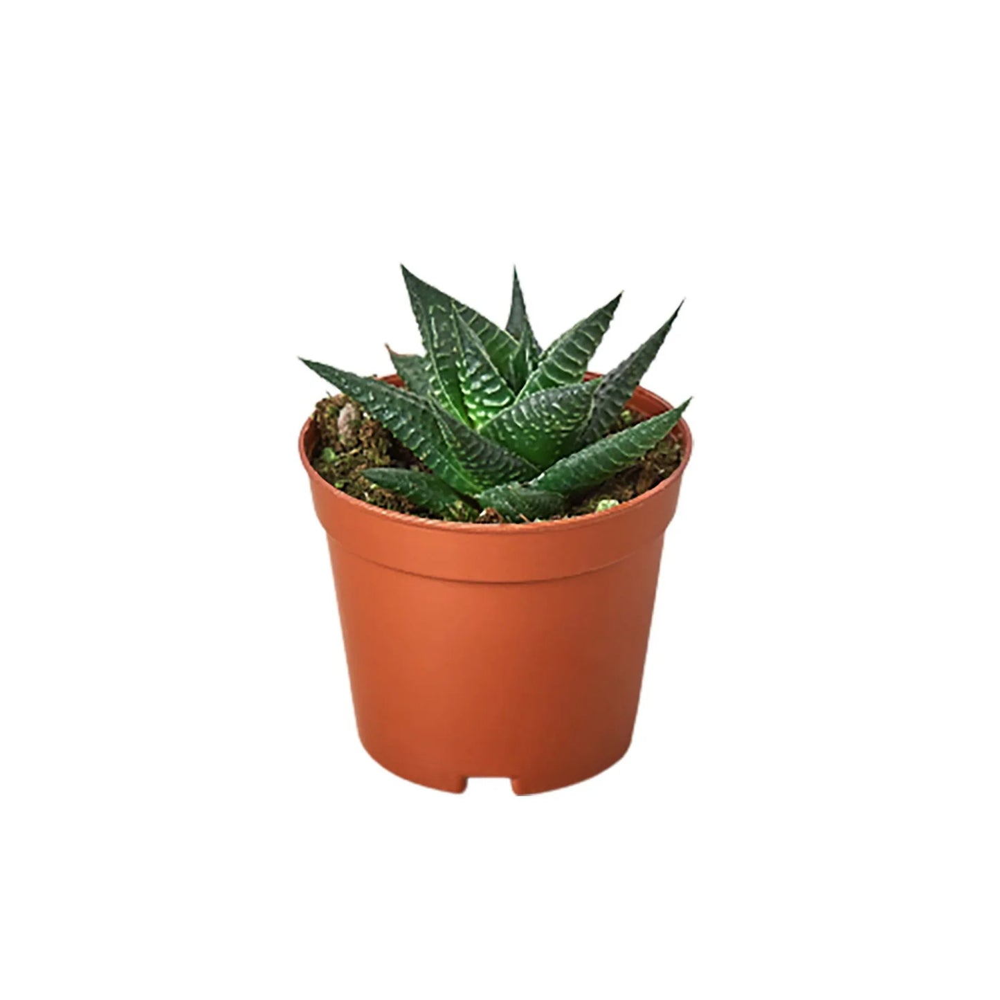 Fairy Washboard Haworthia - Mini Magic Board: Charming Compact Succulent Plant