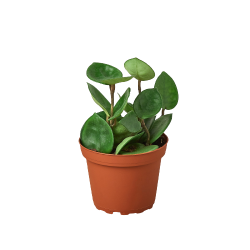 indoor plant with star-shaped leaves Hoya Carnosa 'Chelsea'