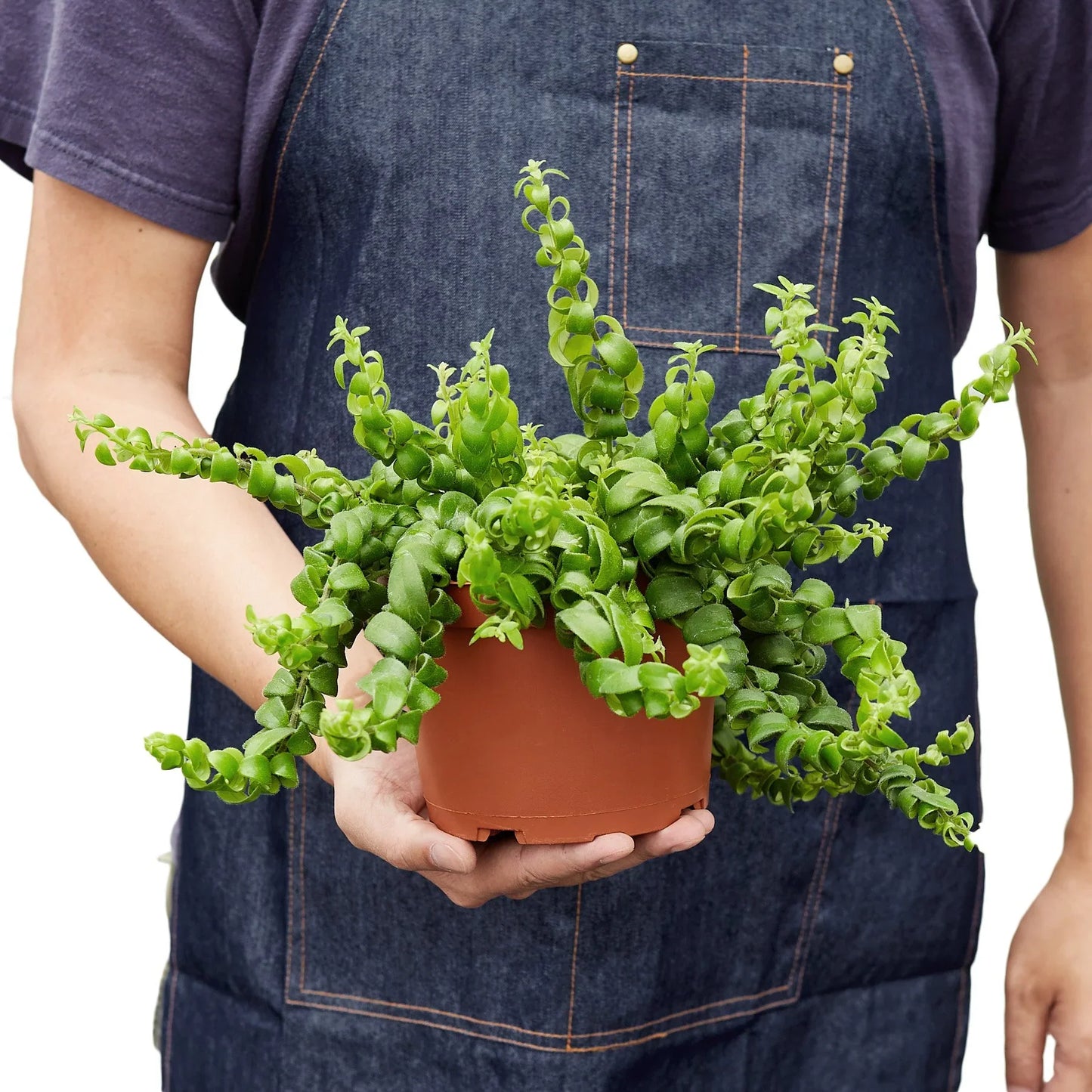 Curly Lipstick Plant - Curly Glam: Bright Hanging Trailing Beauty