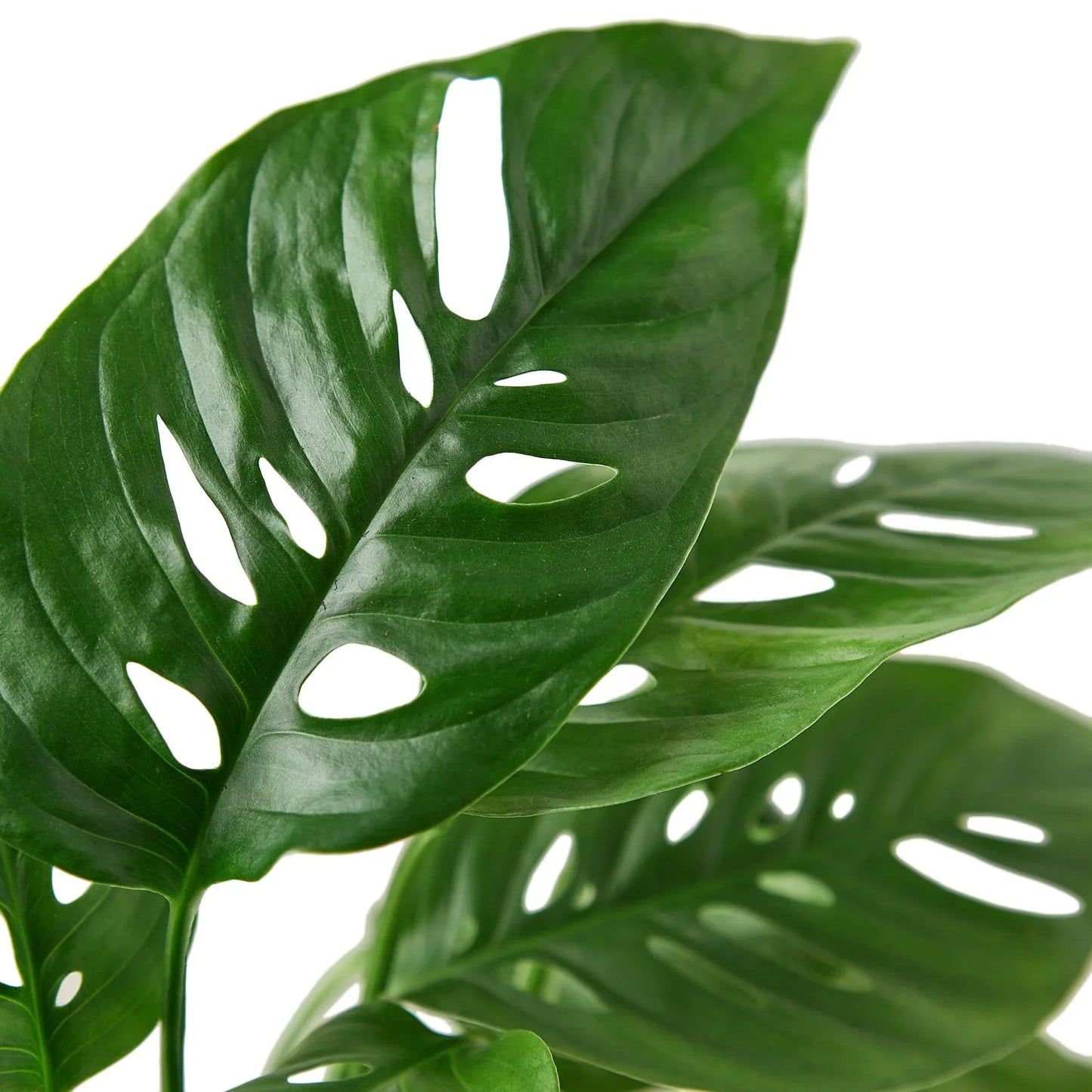 Monstera Adansonii 'Swiss Cheese' - Swiss Bliss: Leafy Climber Houseplant